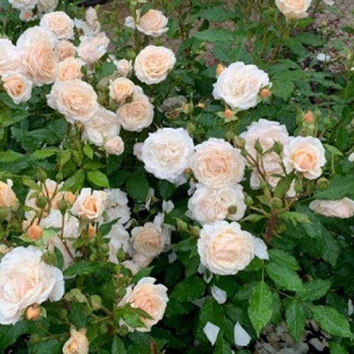 Mézsárga, barackszínű árnyalattal - Csokros virágú - magastörzsű rózsafa- bokros koronaforma